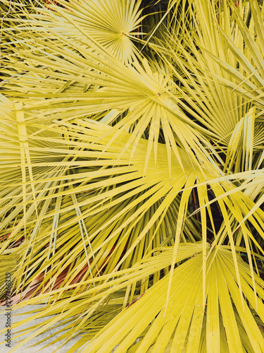 Close up view of palm leaves