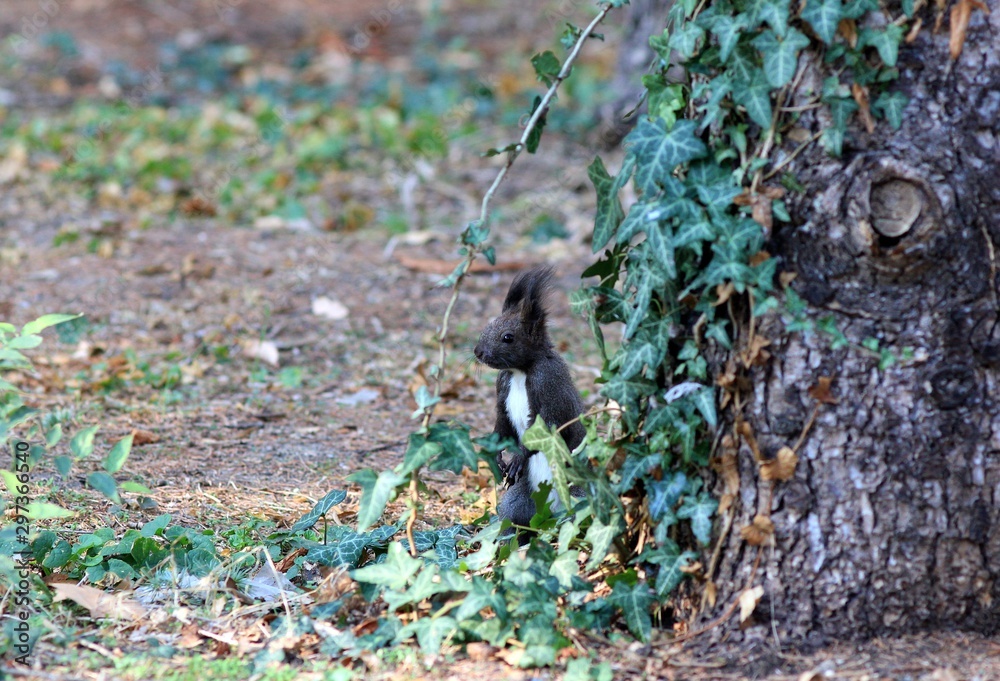 Black squirrel in the Park of Varna (Bulgaria) Black squirrel in the Park of Varna (Bulgaria)