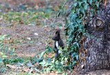 Black squirrel in the Park of Varna (Bulgaria)