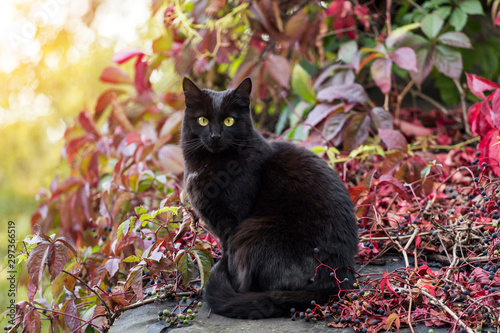 Black cat outdoor in autumn nature in sunlight, on fall ivy leaves background  © Viktor Iden