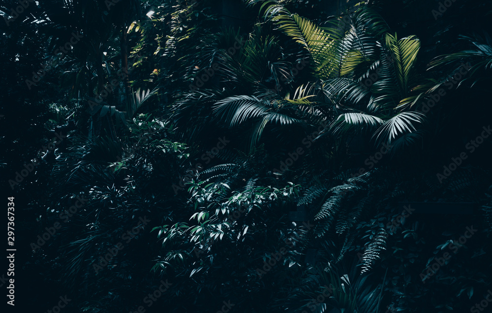 Tropical leaves background,jungle leaf garden Tropical leaves background,jungle leaf garden