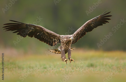 White tailed eagle (Haliaeetus albicilla) fighting in autumn scenery © Piotr Krzeslak