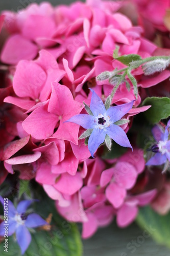 A borage blue star flower among pink hydrangea flowers  a floral background image 