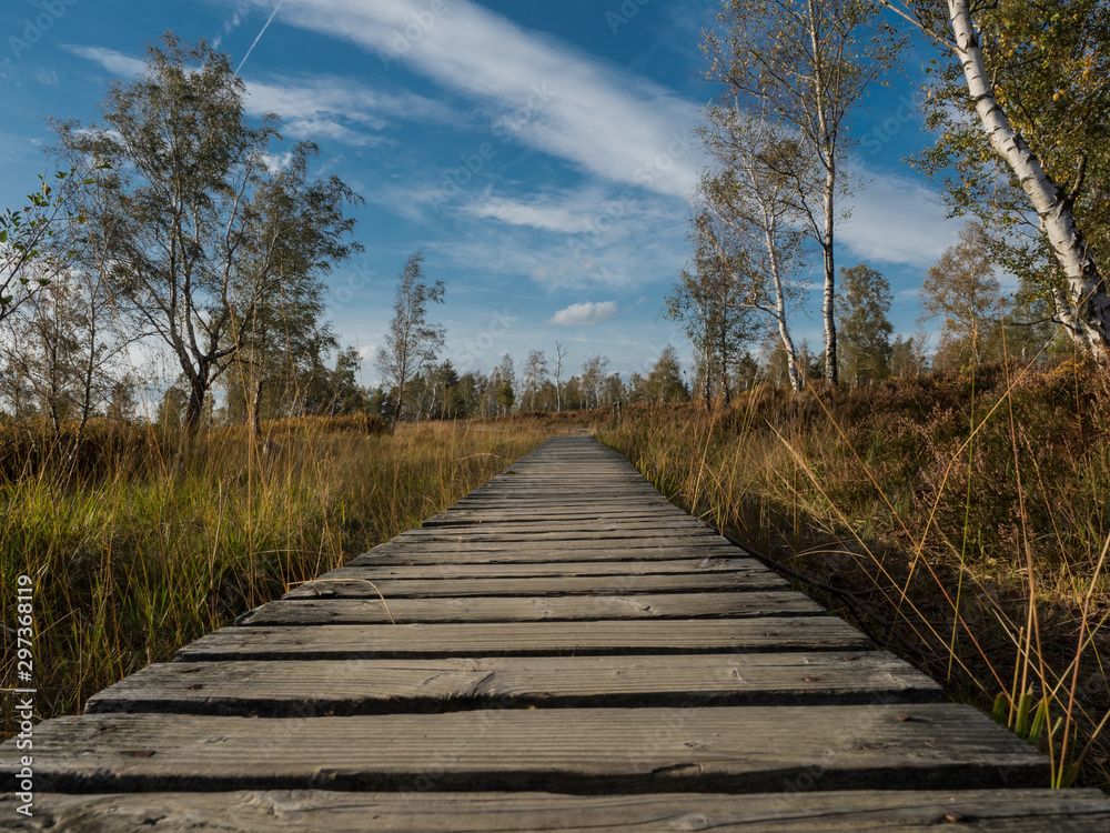 Fototapeta premium autumn moor