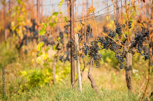 Autumn vineyard with ripe grapes. Rows of vines Grape vines in Slovak Republic, village Cajkov