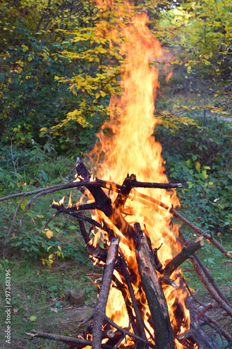 Bonfire in forest, Tree branch, Burn, Firewood in camp