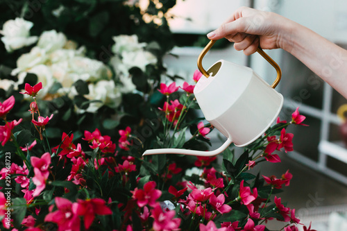 Fototapeta Naklejka Na Ścianę i Meble -  Elegant watering can in female hands with colorful flowers on the background. Concept of gardening or flower shop. Copy space for text. Closeup photo.