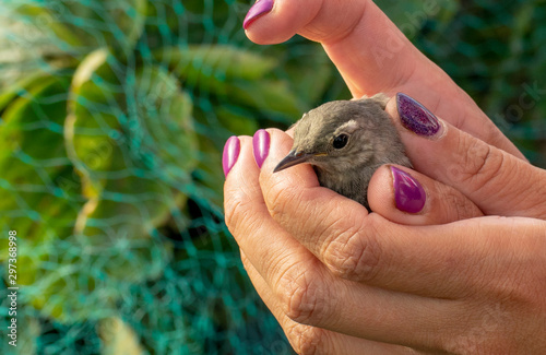 The feeling of satisfaction from saving a small bird caught in the net.