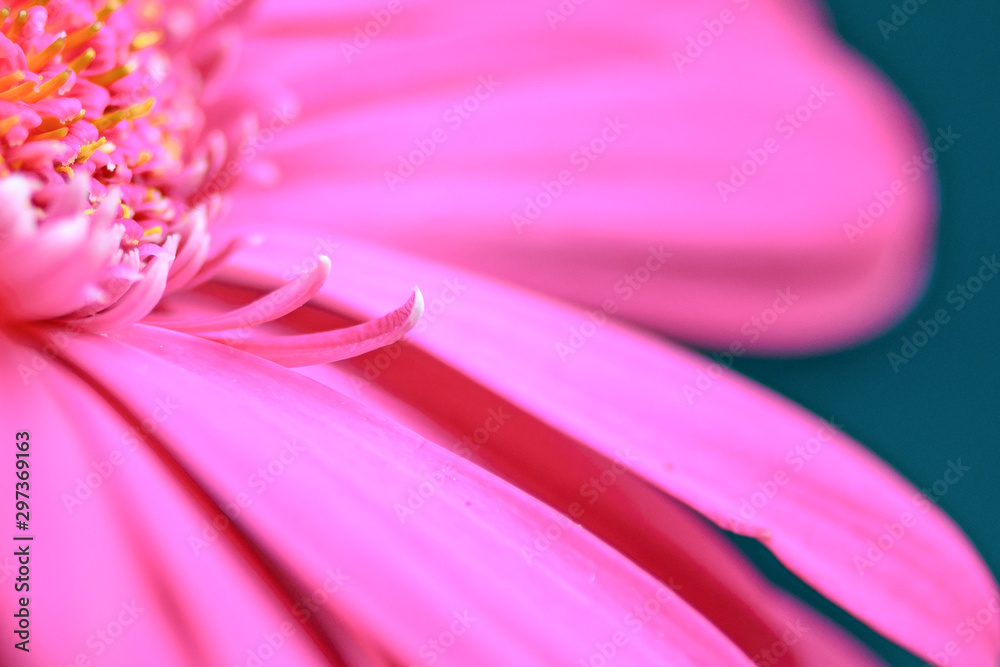 pink daisy pink daisy