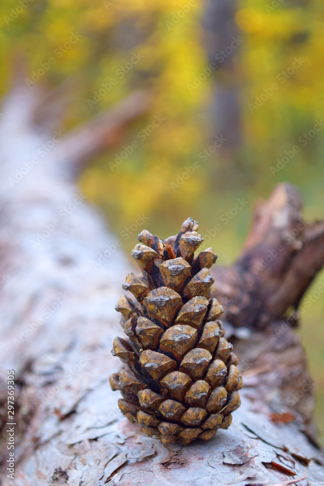 Pine cone, Autumn yellow forest background, Tree. Selective focus Pine cone, Autumn yellow forest background, Tree. Selective focus