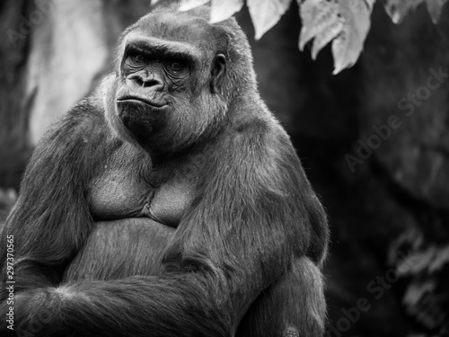 Smug Expression on a Gorilla © done4today