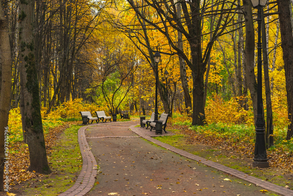 Obraz premium road in autumn forest