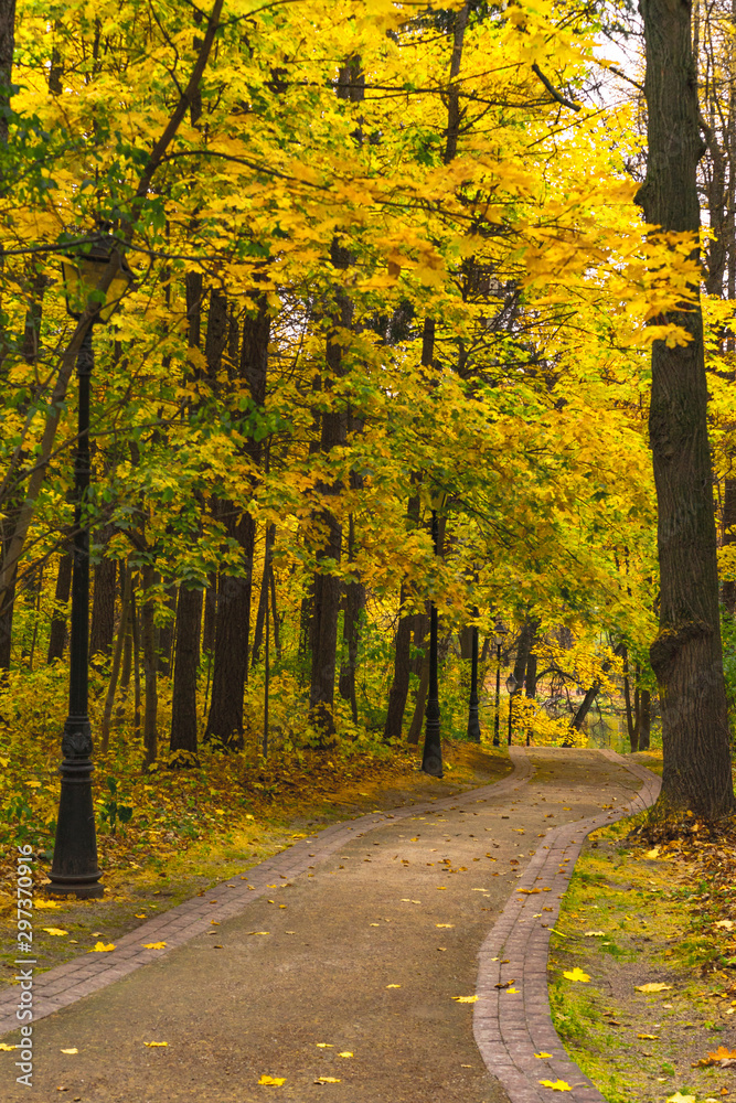 Fototapeta premium autumn in the park
