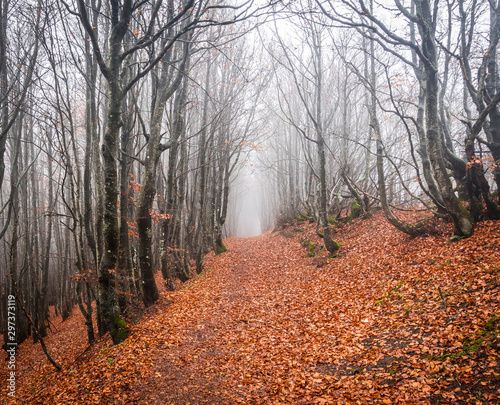 Autumn in Campigna  Italy