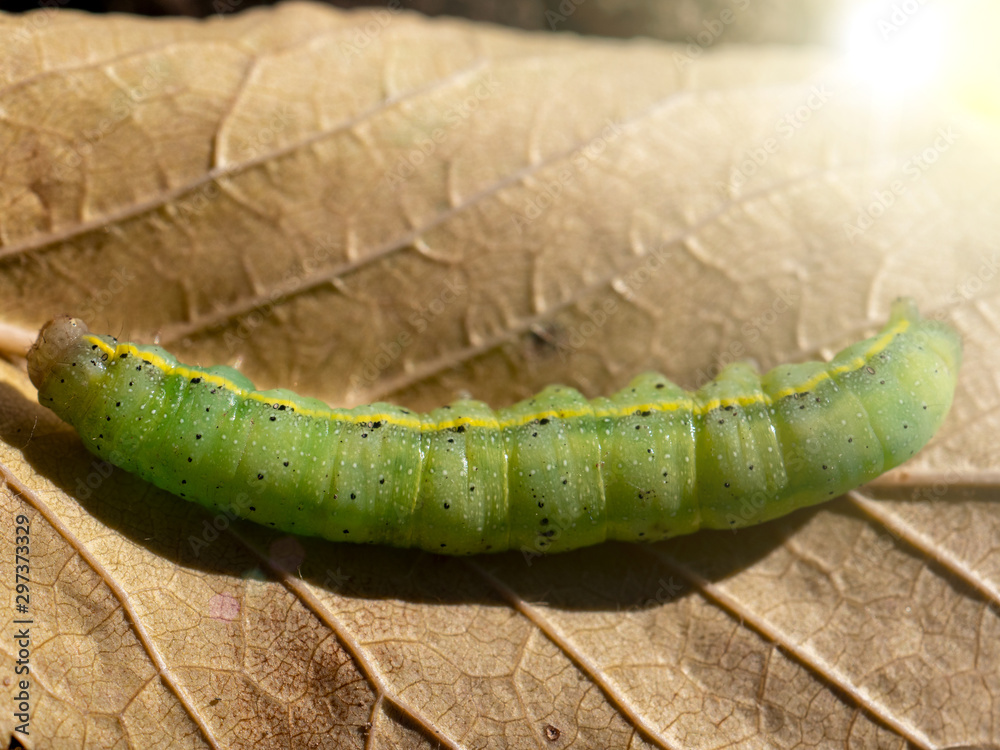 Green caterpillar on autumn leaf..fat green caterpillar. With