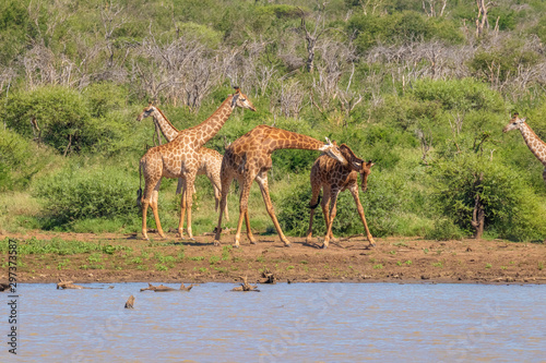 A group of giraffes ( Giraffa Camelopardalis) fighting at the river, Madikwe Game Reserve, South Africa.