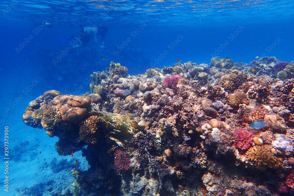Fototapeta premium coral reef in egypt