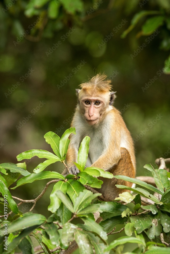 Toque macaque (Macaca sinica) monkeys are a group of Old World monkeys native to the Indian subcontinent, monkey sitting on tree, Wilpattu National Park, Sri Lanka, exotic adventure in Asia Toque macaque (Macaca sinica) monkeys are a group of Old World monkeys native to the Indian subcontinent, monkey sitting on tree, Wilpattu National Park, Sri Lanka, exotic adventure in Asia