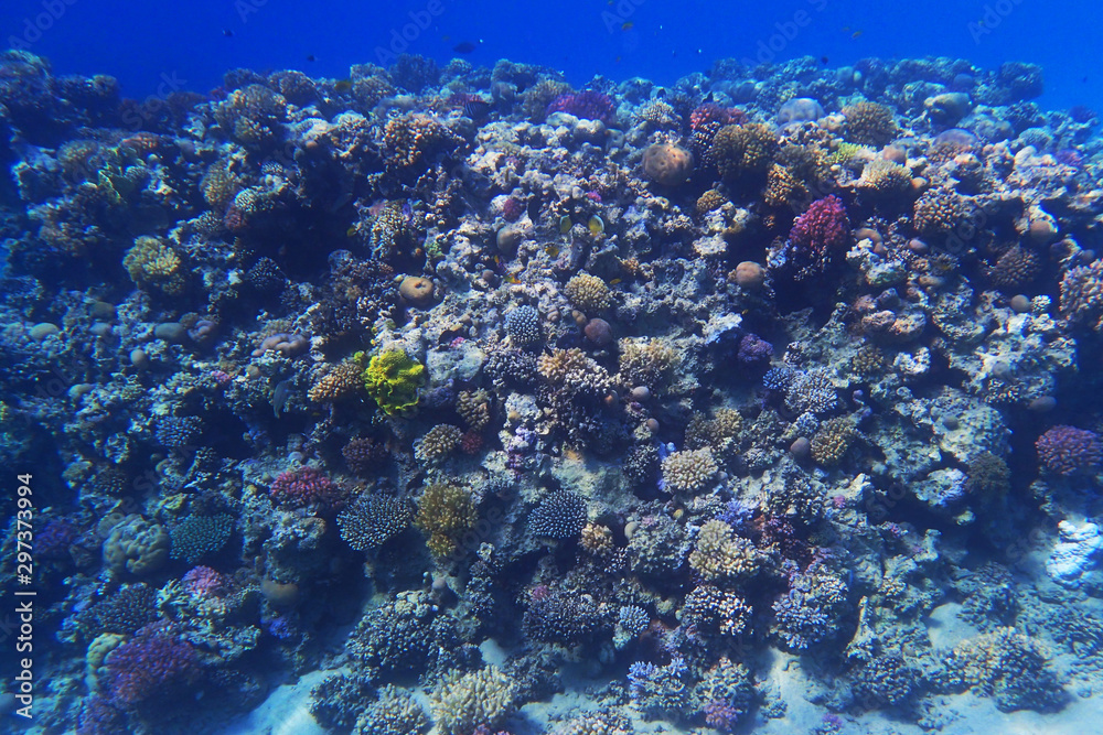Fototapeta premium coral reef in egypt
