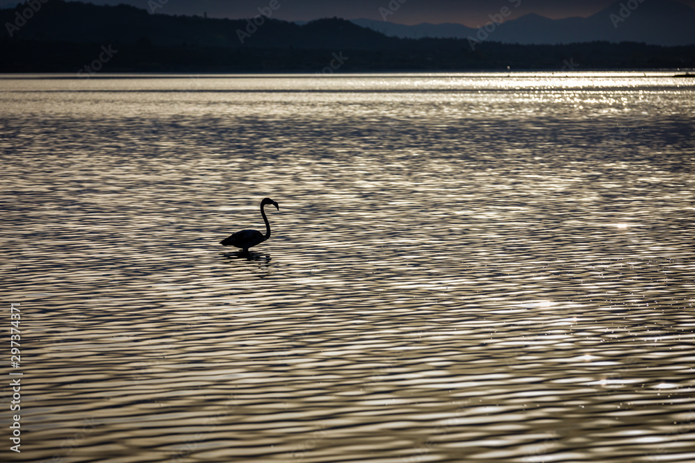 Flamingos resting on Lake Korission, Corfu