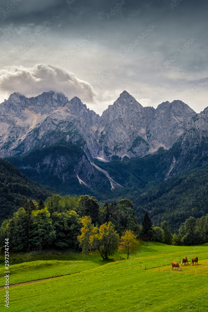 Landscape view of mountain peaks, autumn foliage, meadow and cows, Triglav NP, Slovenia