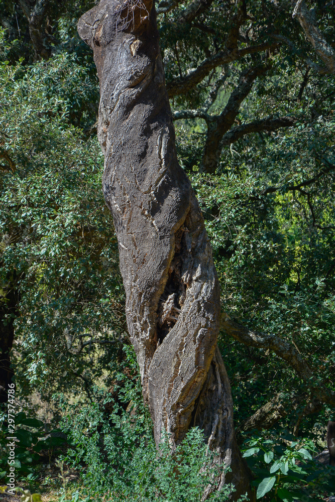  twisted cork oak tree trunk