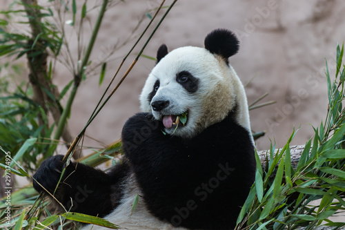 Giant panda  is eating bamboo