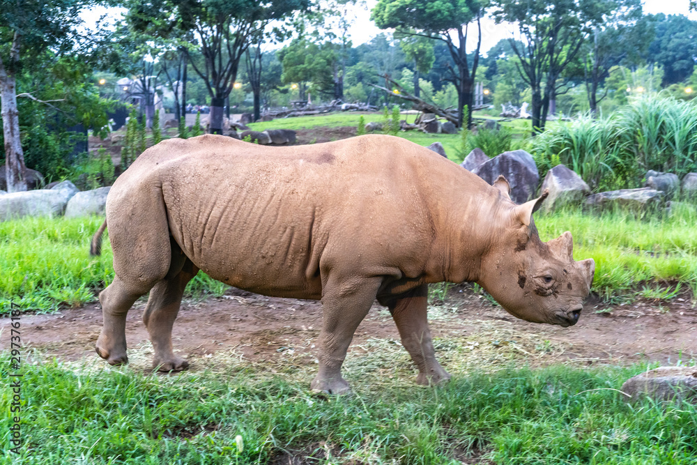 Fototapeta premium 歩くサイ