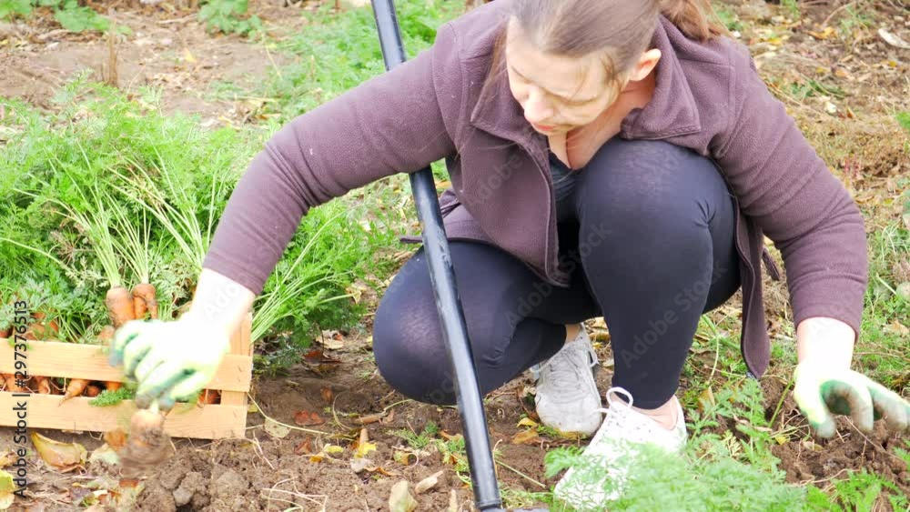 Happy women farmers dig up and put carrots gathered in box in their own area. Traditions of ecological nutrition, vegan, healthy nutrition, respect for nature. Hand close up