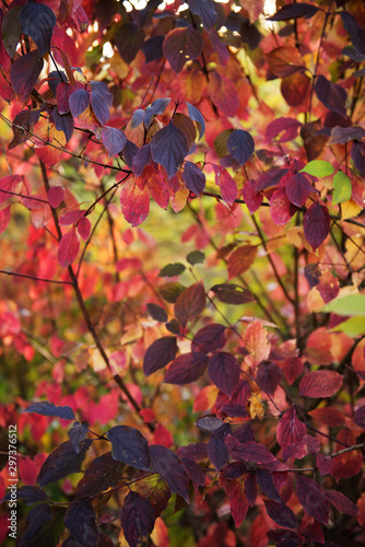 Autumn abstract background. Colorful leaves  a place for an inscription. Selective sharpness  shallow depth of field