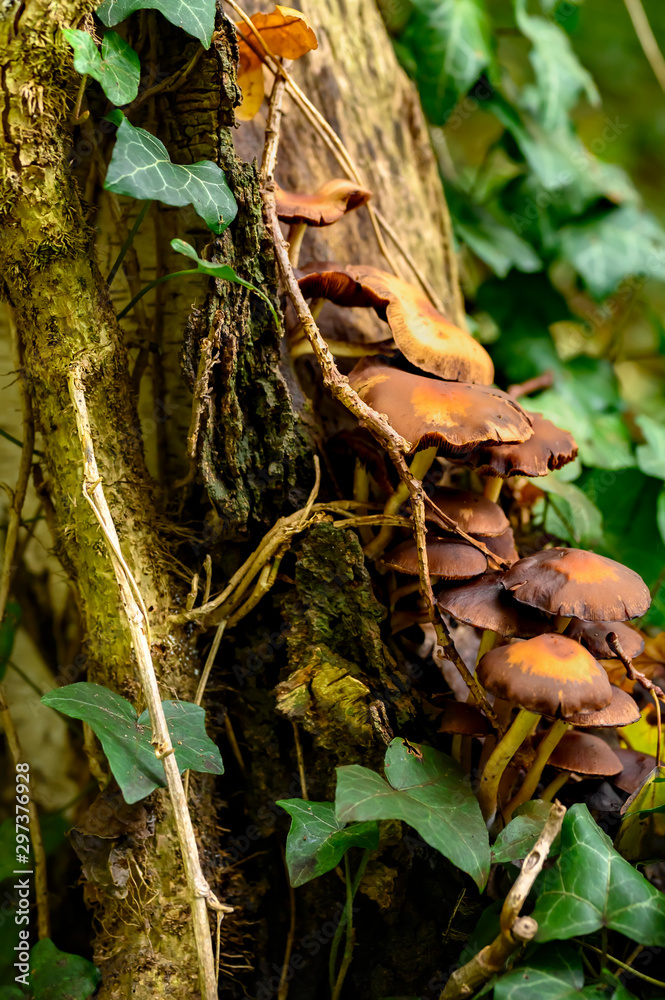 Autumnal mushrooms growing in the woods on a dead tree. Autumnal mushrooms growing in the woods on a dead tree.