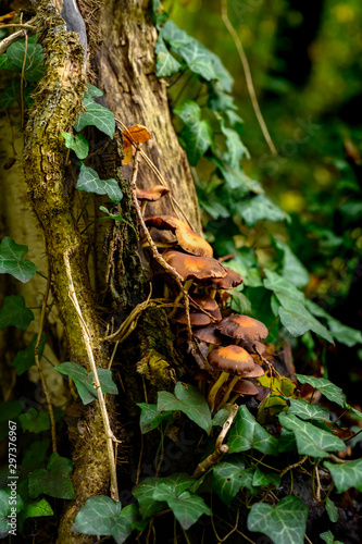 Autumnal mushrooms growing in the woods on a dead tree.