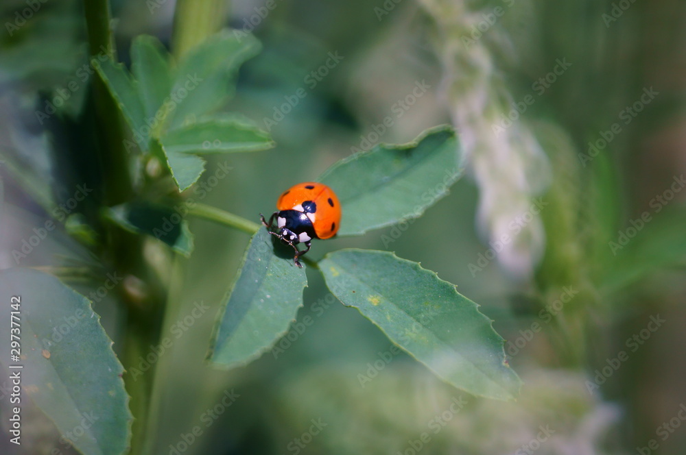 Fototapeta premium ladybug on green leaf