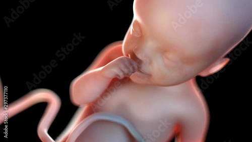 Human foetus with thumb in its mouth at 25 weeks, animation. photo