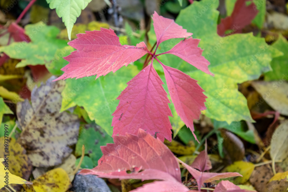 Burgundy autumn leaves look great on a green background of maple leaves Burgundy autumn leaves look great on a green background of maple leaves