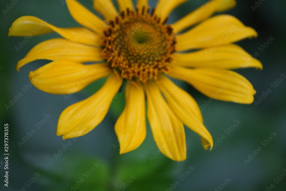 yellow flower yellow flower