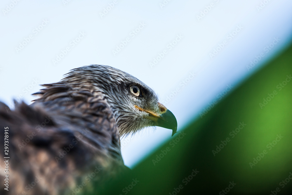 Fototapeta premium Milvus migrans