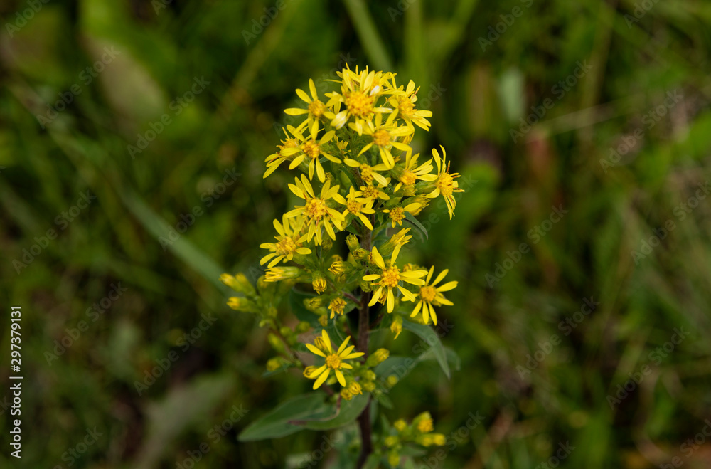 yellow flowers in garden yellow flowers in garden