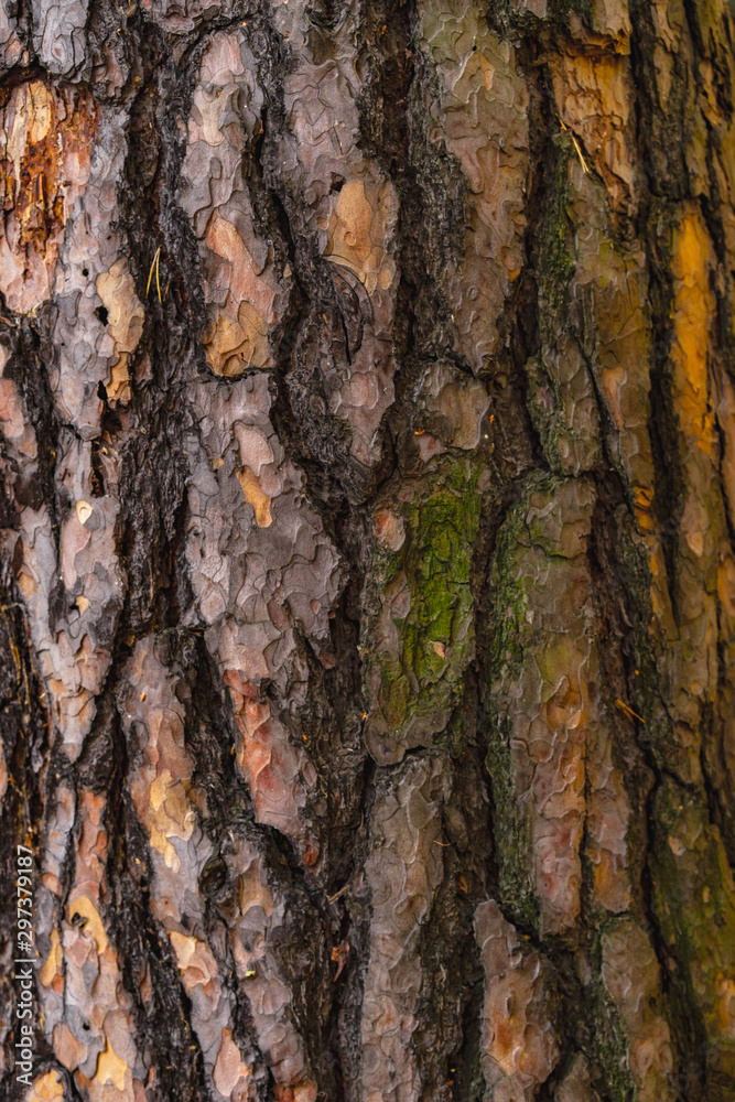 bark of a tree bark of a tree