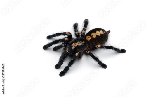 Gooty Sapphire Ornamental Tarantula isolated on white background photo