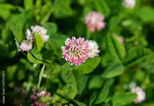 pink flower in the garden