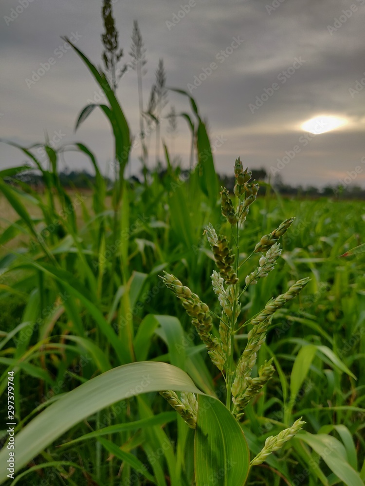 Fototapeta premium field of corn