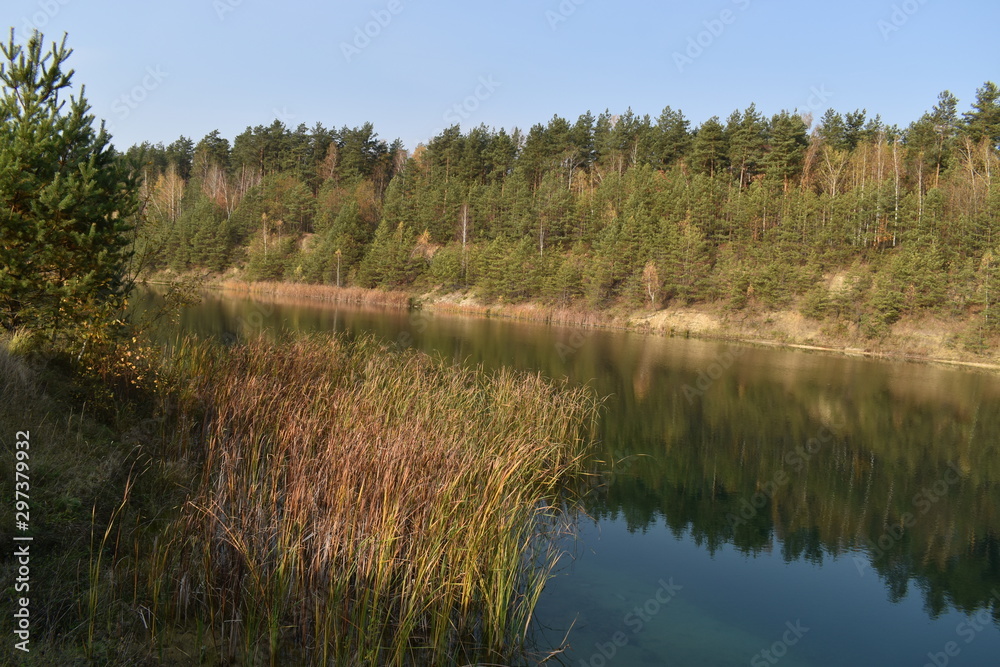 shore lake in forest