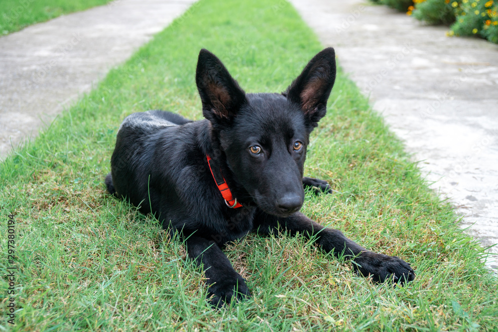 Portrait of Black German shepherd on green grass. Portrait of Black German shepherd on green grass.