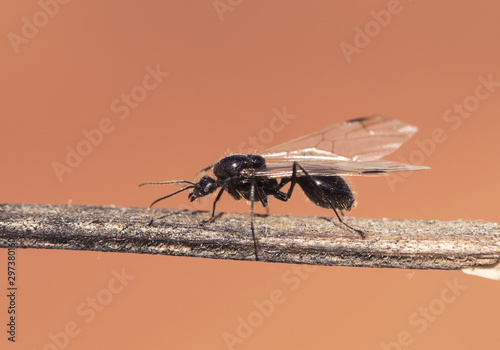 Winged ants usually emerge from the anthill after periods of rain followed by sunny days Camponotus species I think called alates swarmers or reproductives ants