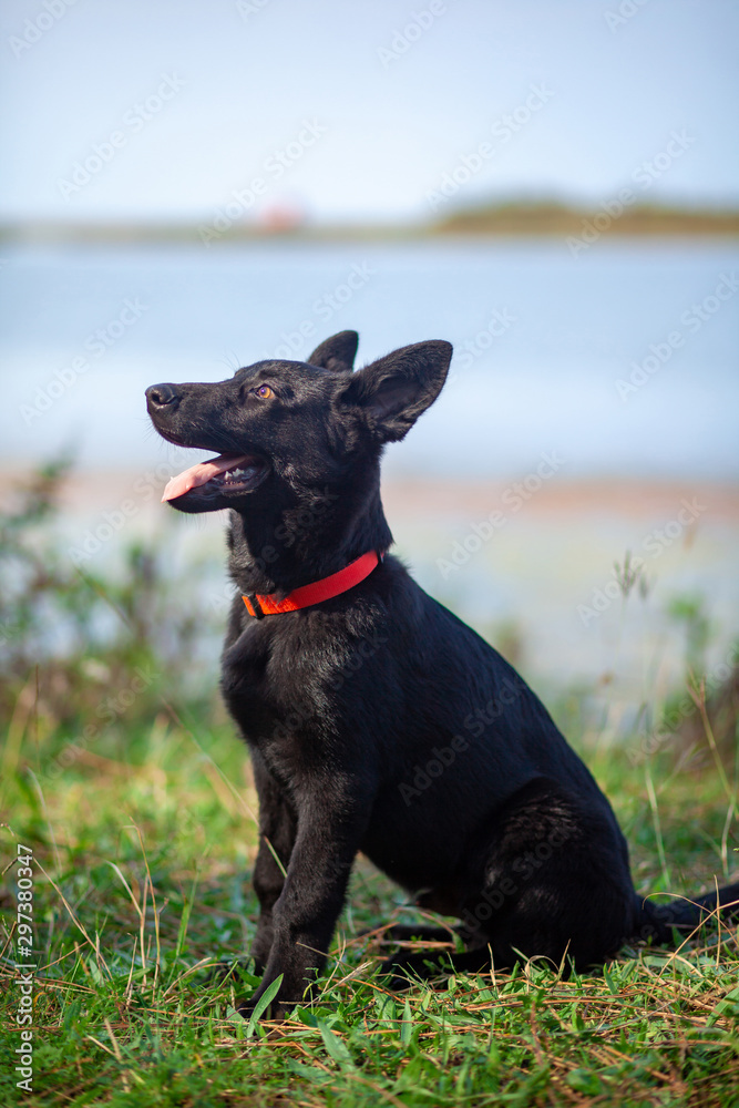Portrait of Black German shepherd on green grass. Portrait of Black German shepherd on green grass.