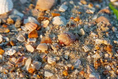 Seashells on the shore close-up.