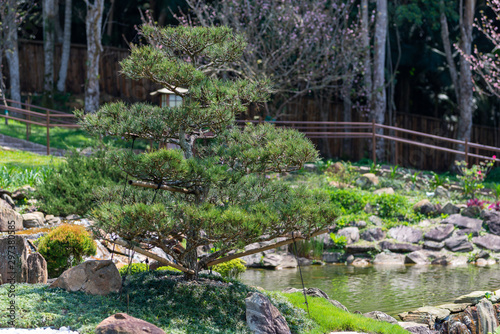 Bonsai Pinheiro Negro Japonês em um jardim com lago japonês. Raro no Brasil