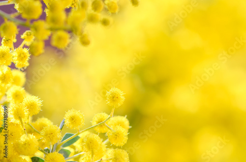 yellow mimosa