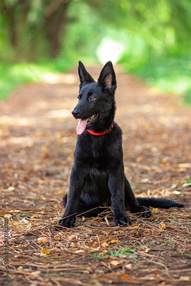 Portrait of Black German shepherd in the park. Portrait of Black German shepherd in the park.